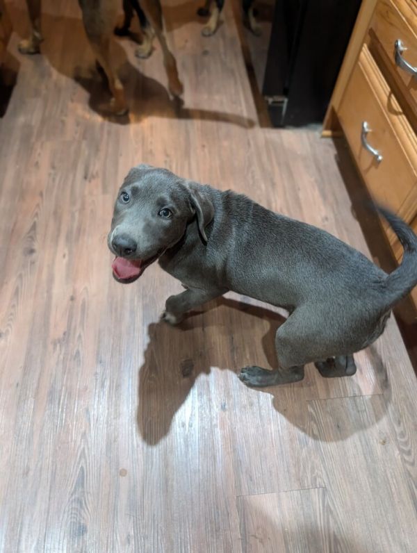 Lena Howler thumbnail 2