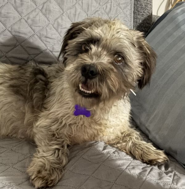 Oatmeal Cookie thumbnail 2