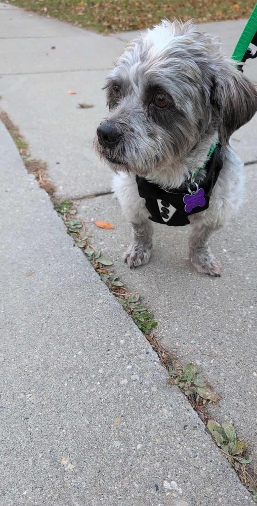 Oatmeal Cookie thumbnail 4