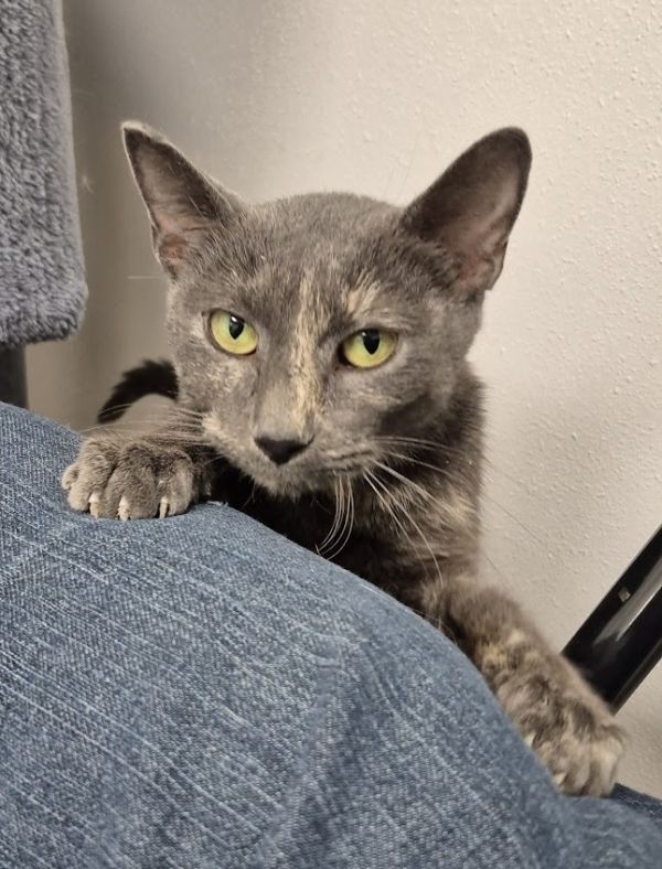 Cinnamon Toast thumbnail 3