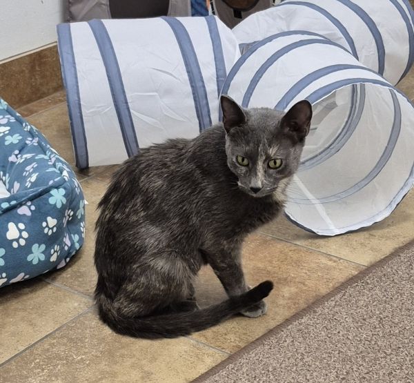 Cinnamon Toast thumbnail 4