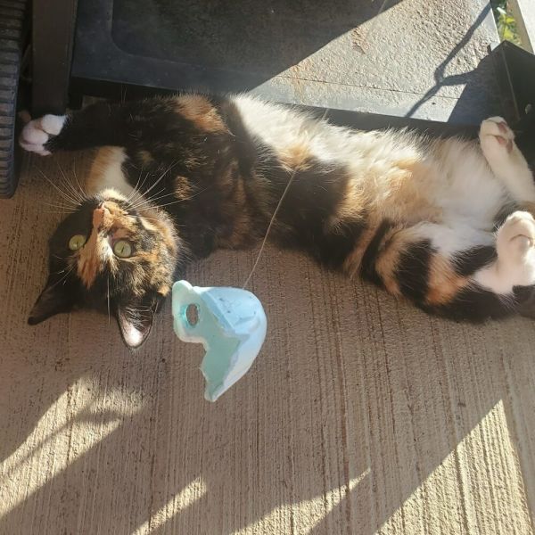 Carolena thumbnail 2