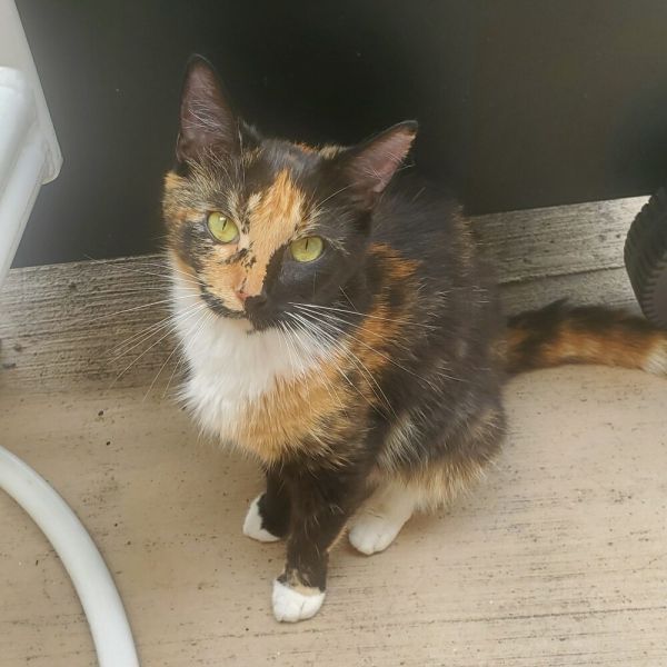 Carolena thumbnail 3