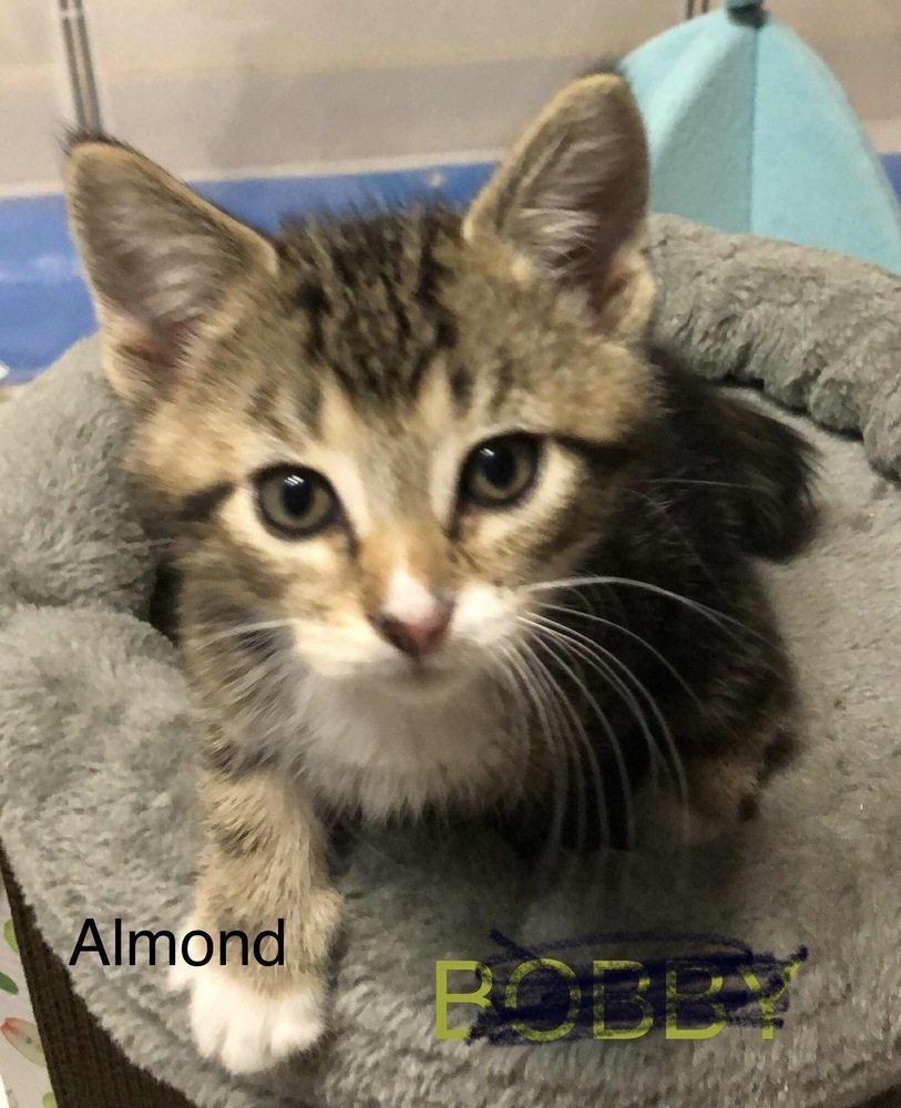 Almond