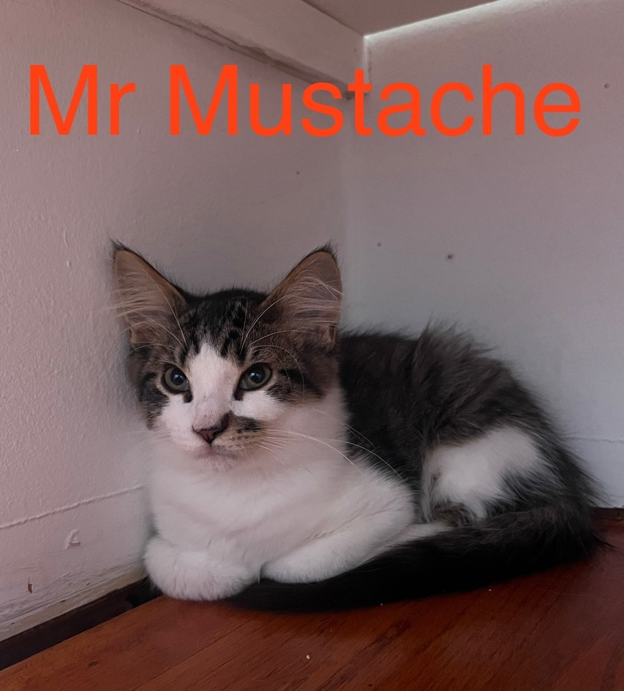 Mr Mustache
