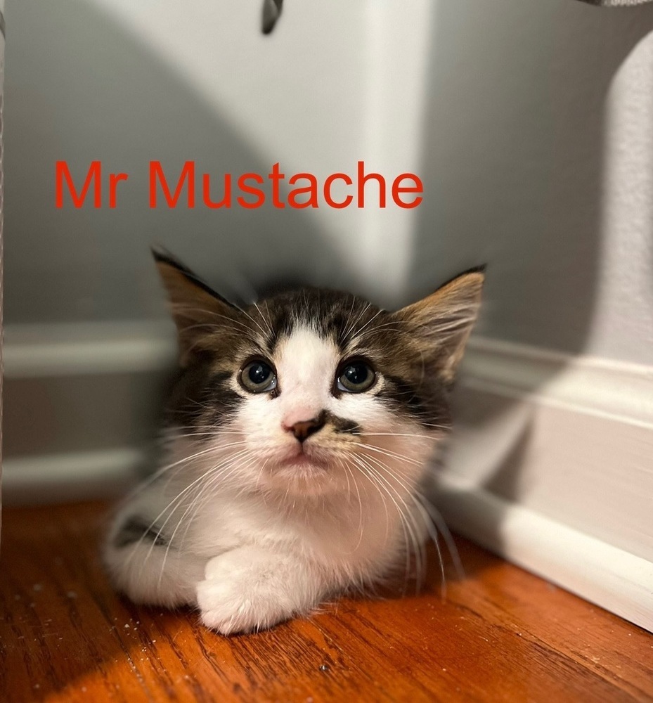 Mr Mustache