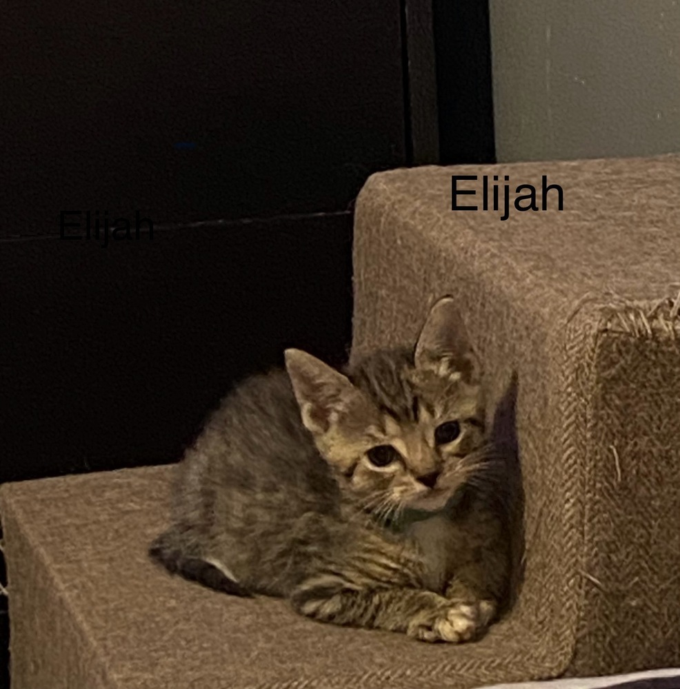 Elijah