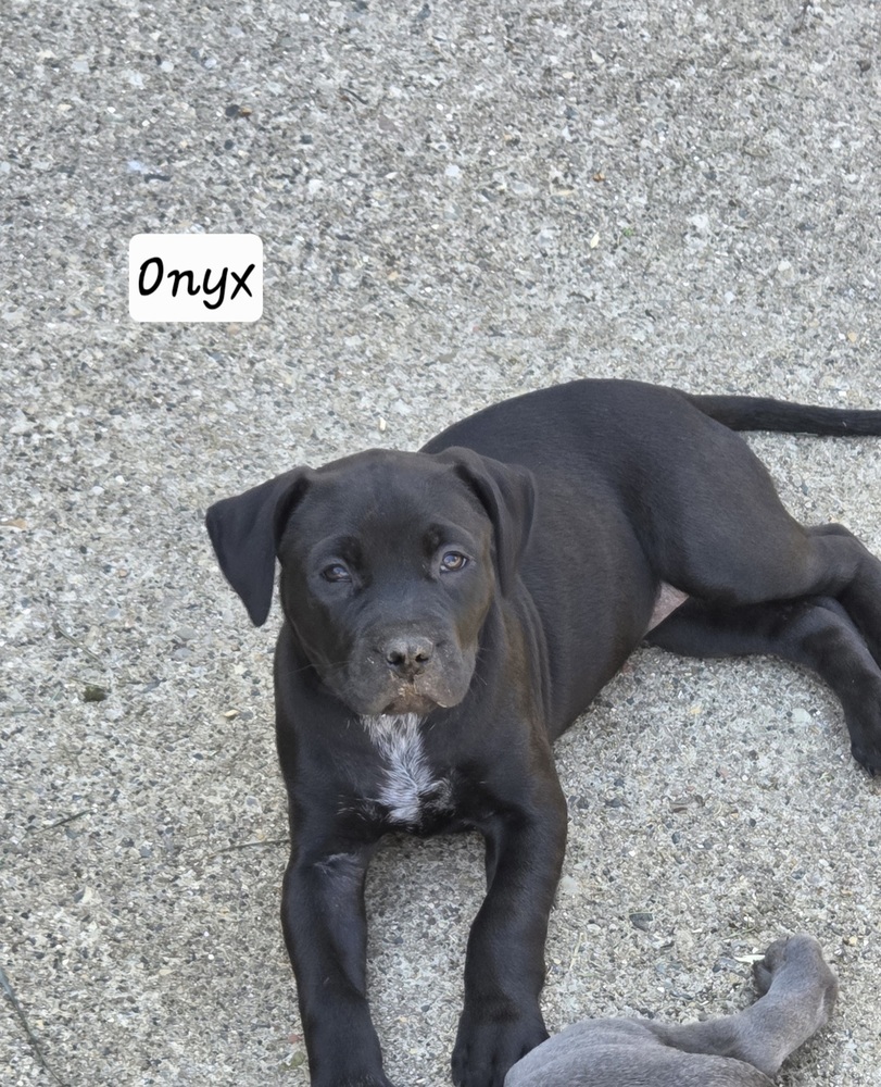 Onyx