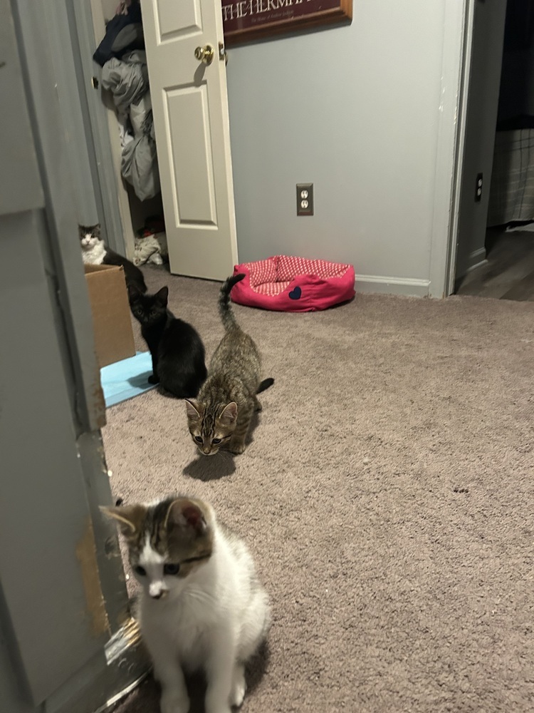 Highlighter (orange)