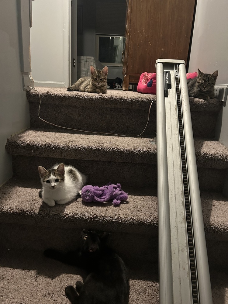 Highlighter (orange)