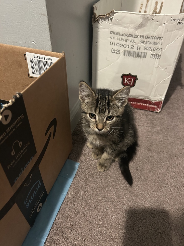 Highlighter (orange)