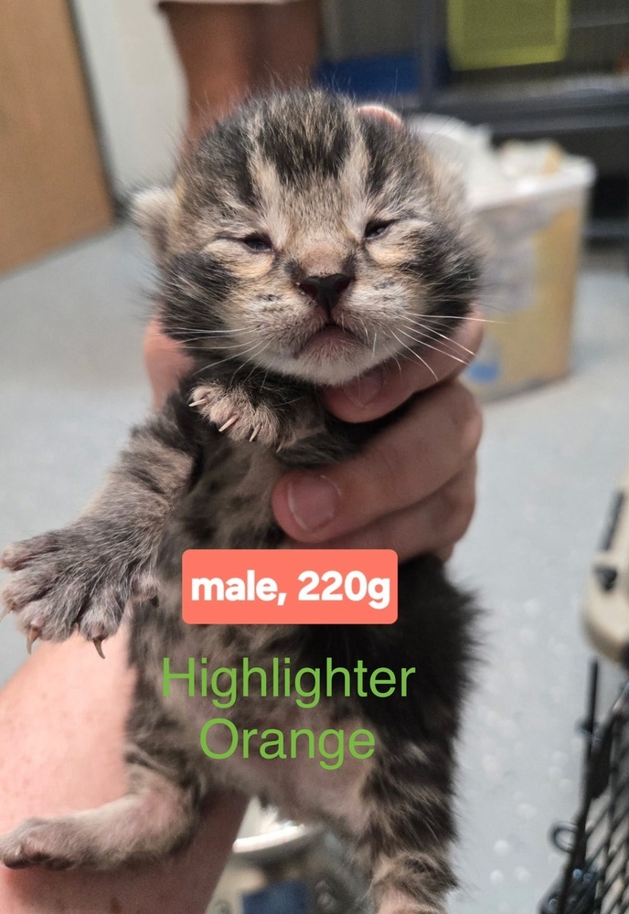 Highlighter (orange)