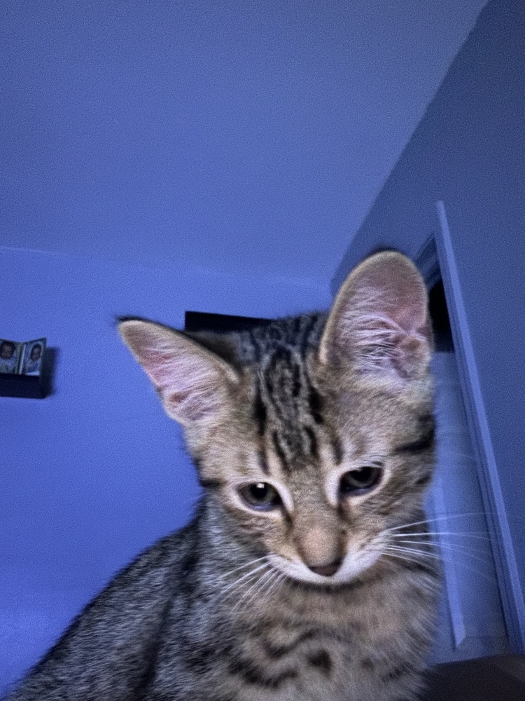 Highlighter (orange)