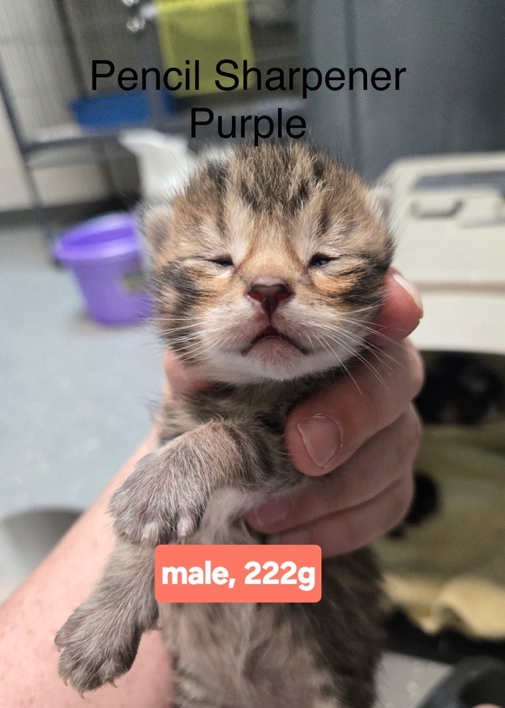 Pencil Sharpener (purple)