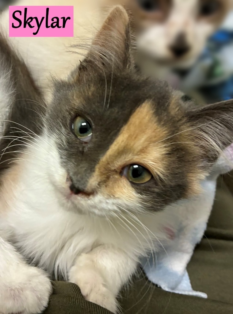 Skylar