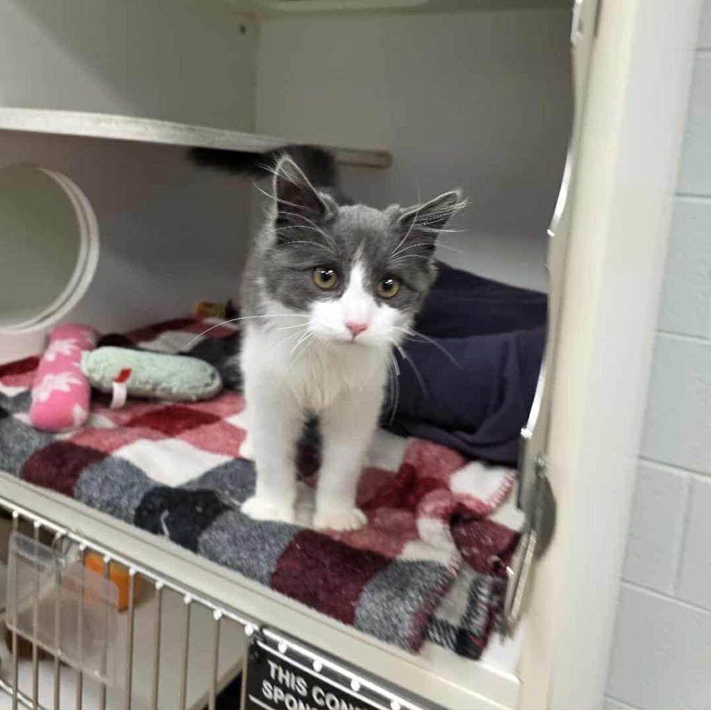 Veronica (Greenbriar Cr)