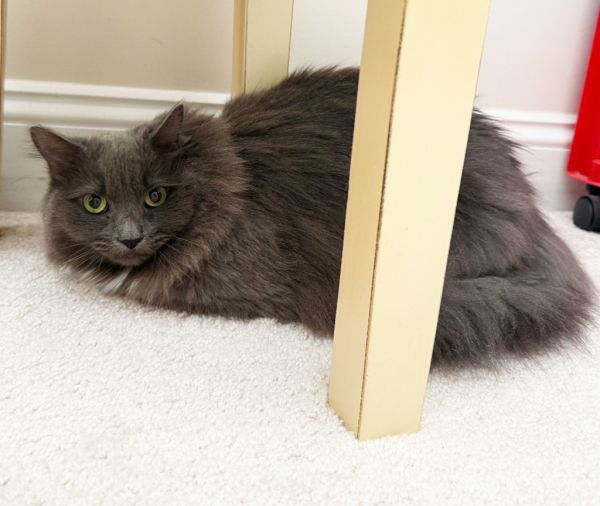 Boulder Declawed thumbnail 2