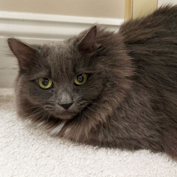 Boulder Declawed thumbnail 3