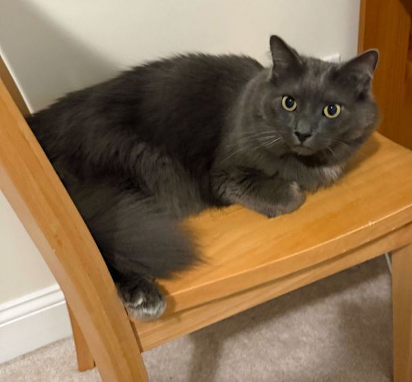 Boulder Declawed thumbnail 4