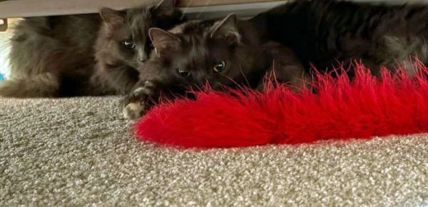 Boulder Declawed thumbnail 5