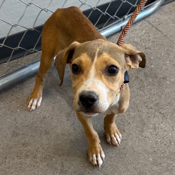 Mocha Chip thumbnail 2