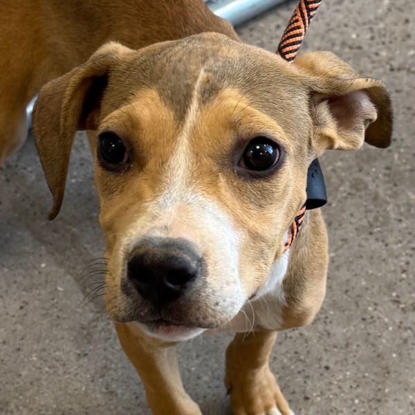 Mocha Chip thumbnail 3