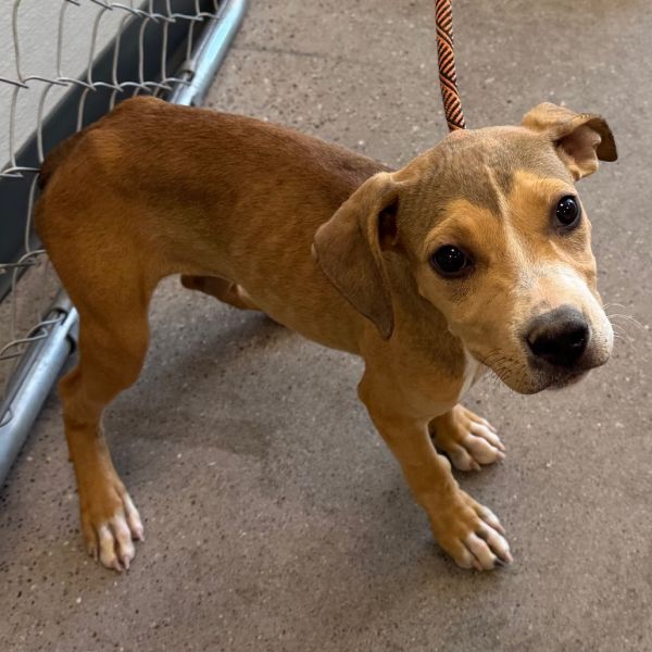 Mocha Chip thumbnail 4