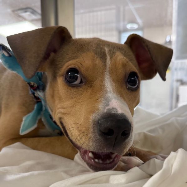 Mocha Chip thumbnail 5