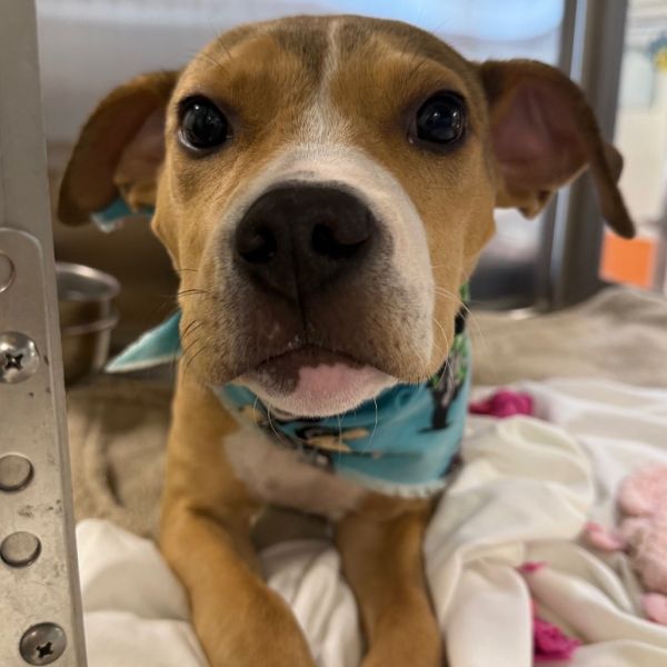 Mocha Chip thumbnail 6