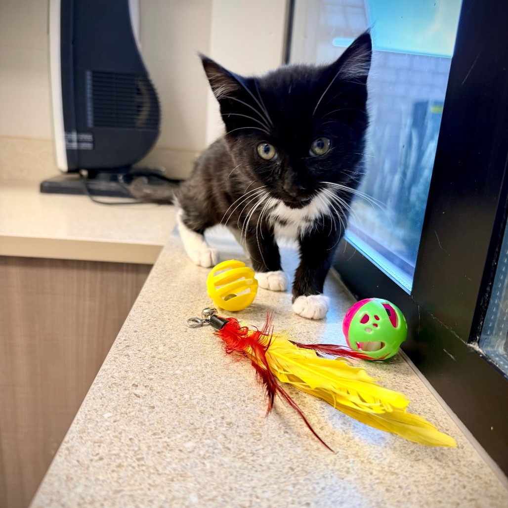 Aneesa, an adoptable Domestic Short Hair in Great Falls, MT, 59404 | Photo Image 1