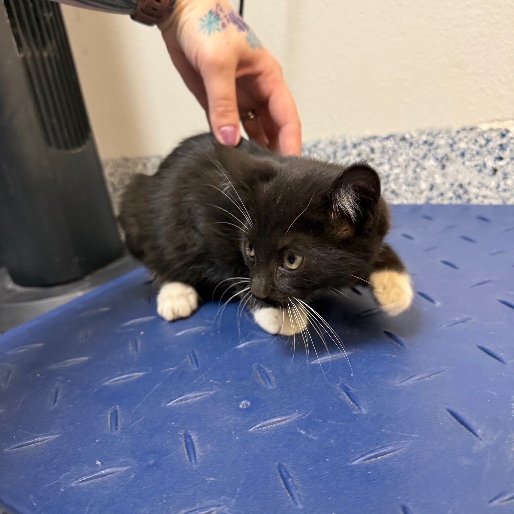 Aneesa, an adoptable Domestic Short Hair in Great Falls, MT, 59404 | Photo Image 2
