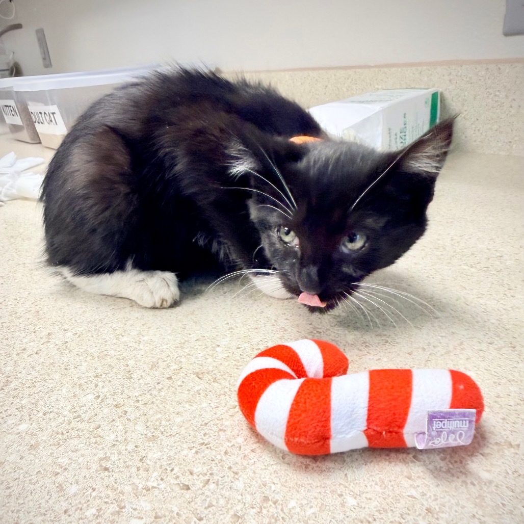 Aneesa, an adoptable Domestic Short Hair in Great Falls, MT, 59404 | Photo Image 3