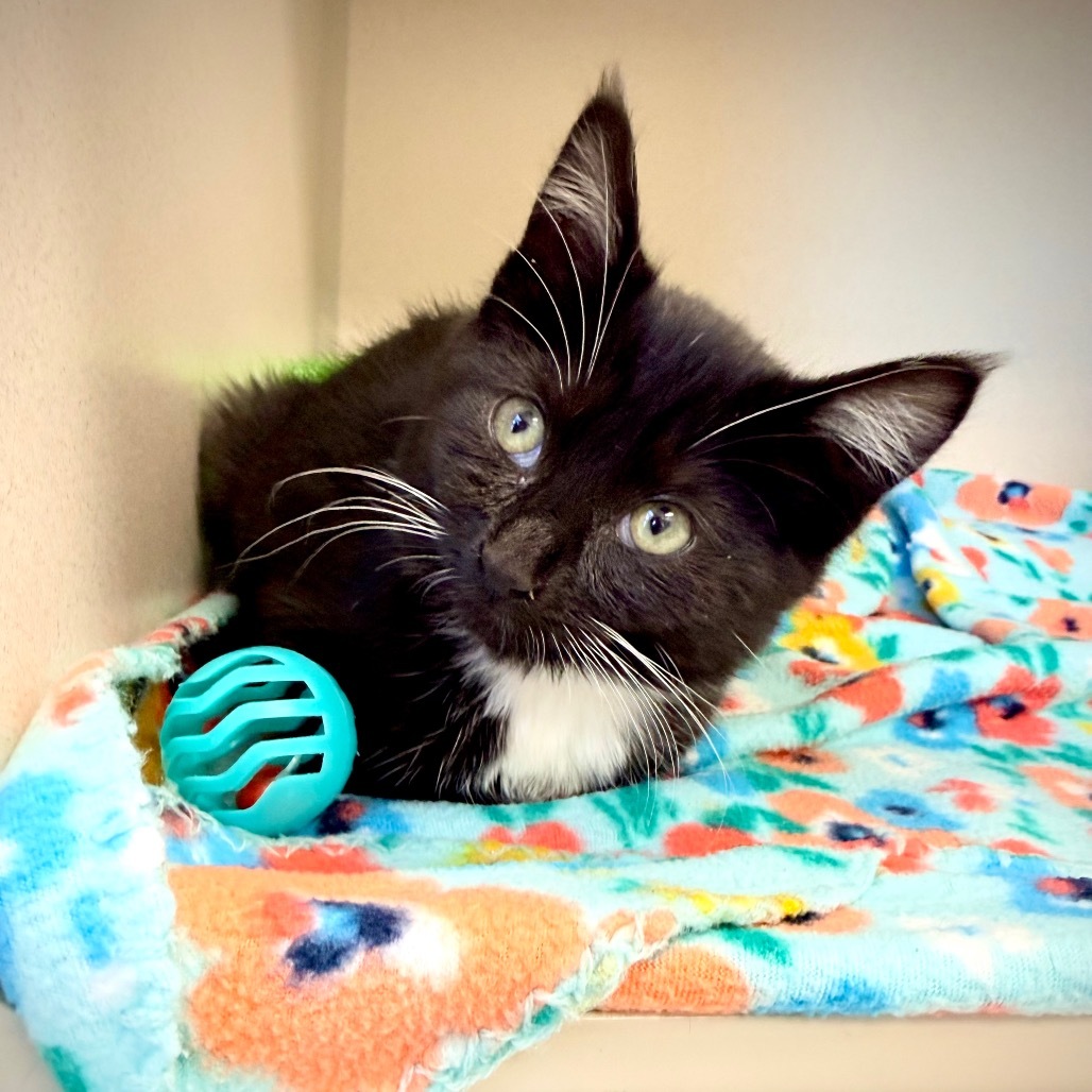 Aneesa, an adoptable Domestic Short Hair in Great Falls, MT, 59404 | Photo Image 4