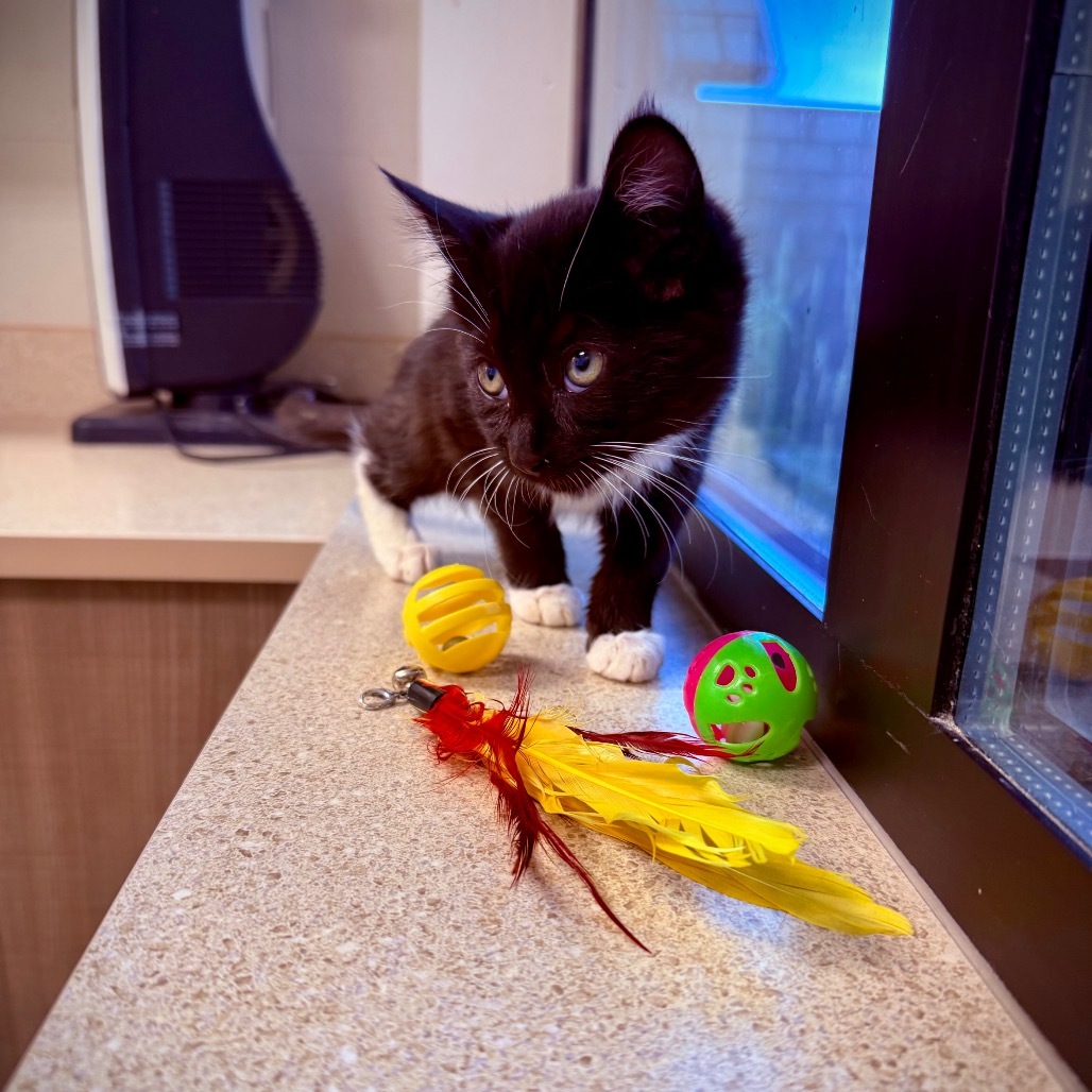 Aneesa, an adoptable Domestic Short Hair in Great Falls, MT, 59404 | Photo Image 5