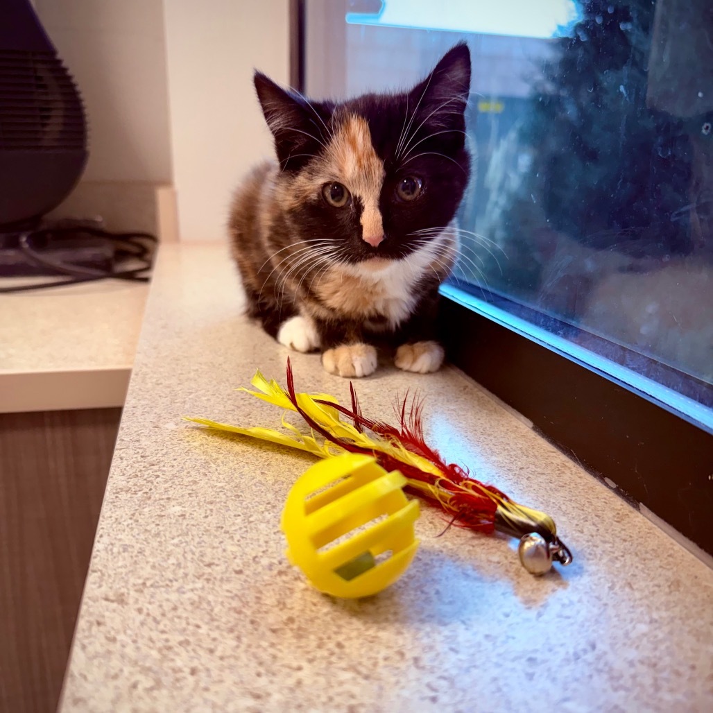 Sophie, an adoptable Domestic Medium Hair in Great Falls, MT, 59404 | Photo Image 1