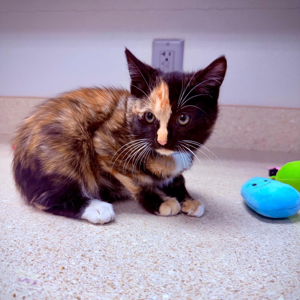 Sophie, an adoptable Domestic Medium Hair in Great Falls, MT, 59404 | Photo Image 2