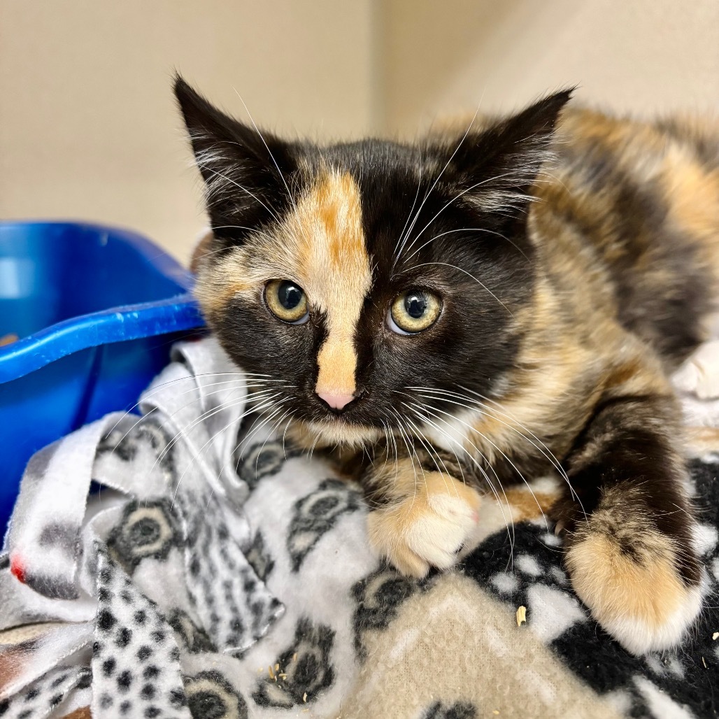 Sophie, an adoptable Domestic Medium Hair in Great Falls, MT, 59404 | Photo Image 3