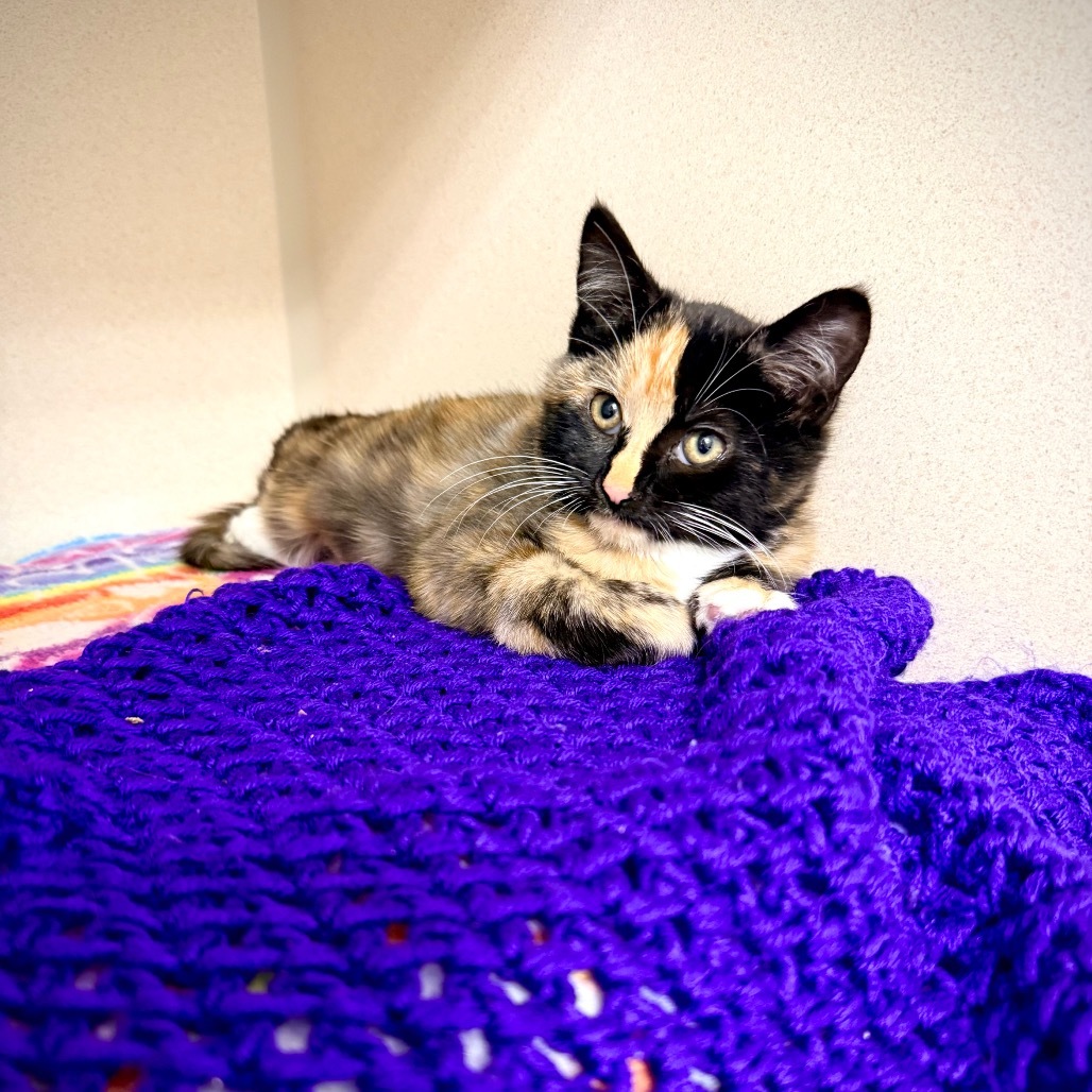 Sophie, an adoptable Domestic Medium Hair in Great Falls, MT, 59404 | Photo Image 4
