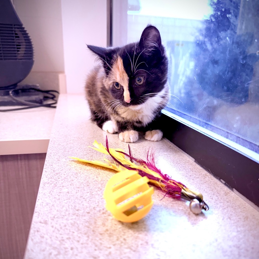 Sophie, an adoptable Domestic Medium Hair in Great Falls, MT, 59404 | Photo Image 5