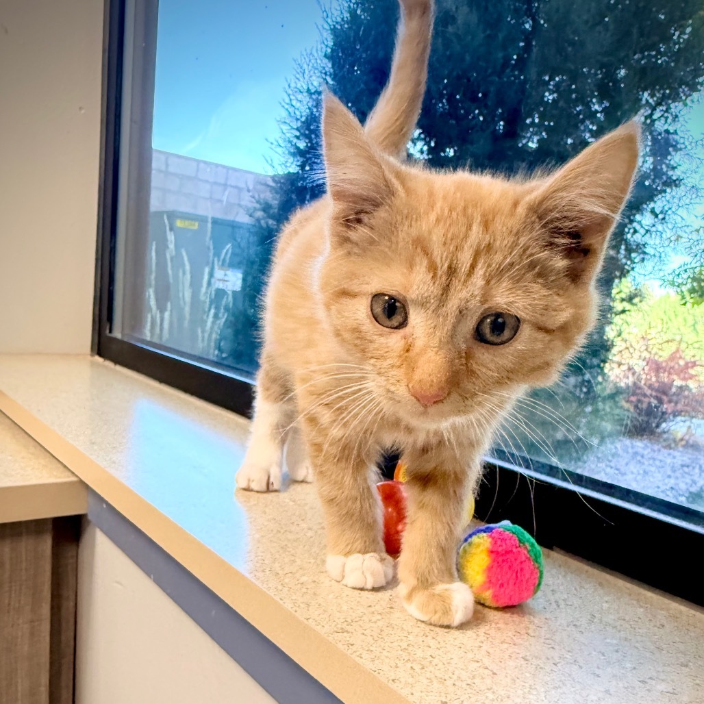 Gort, an adoptable Domestic Short Hair in Great Falls, MT, 59404 | Photo Image 1