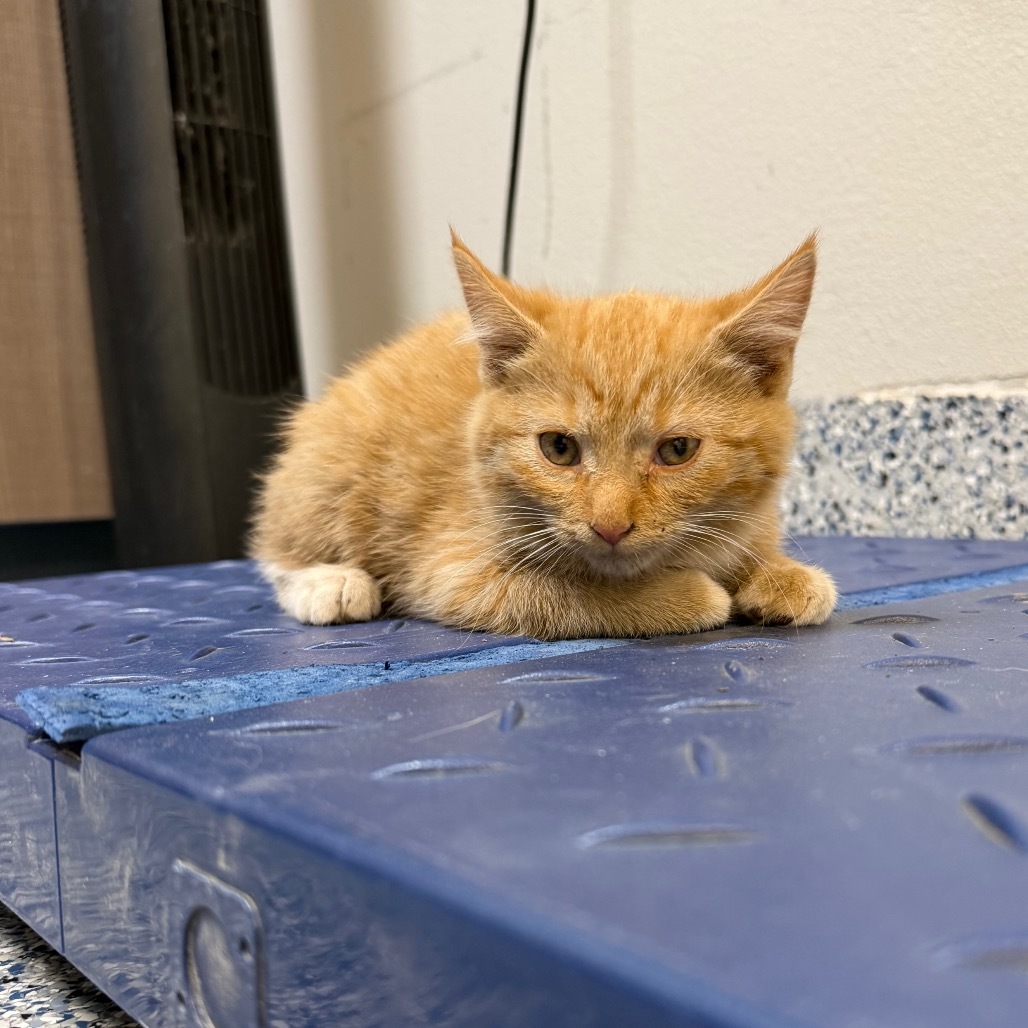 Gort, an adoptable Domestic Short Hair in Great Falls, MT, 59404 | Photo Image 2