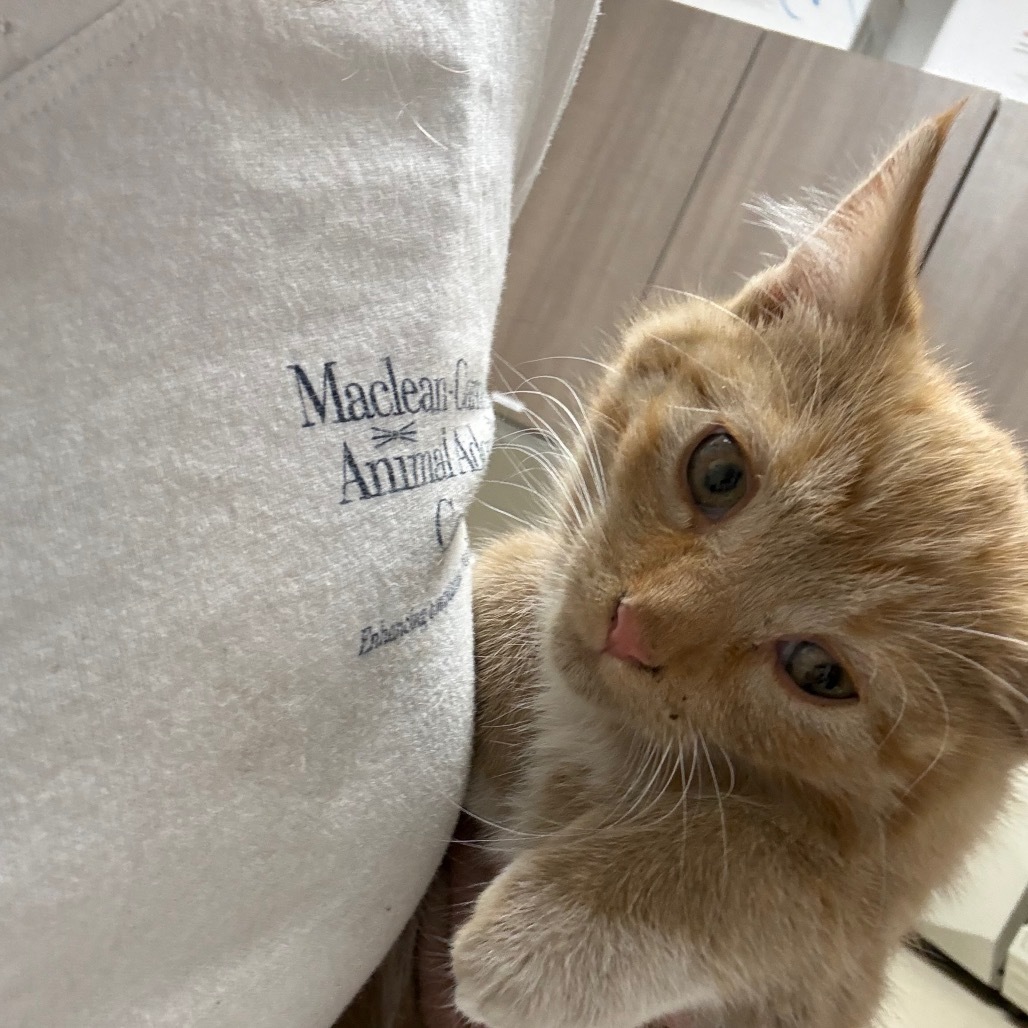 Gort, an adoptable Domestic Short Hair in Great Falls, MT, 59404 | Photo Image 3