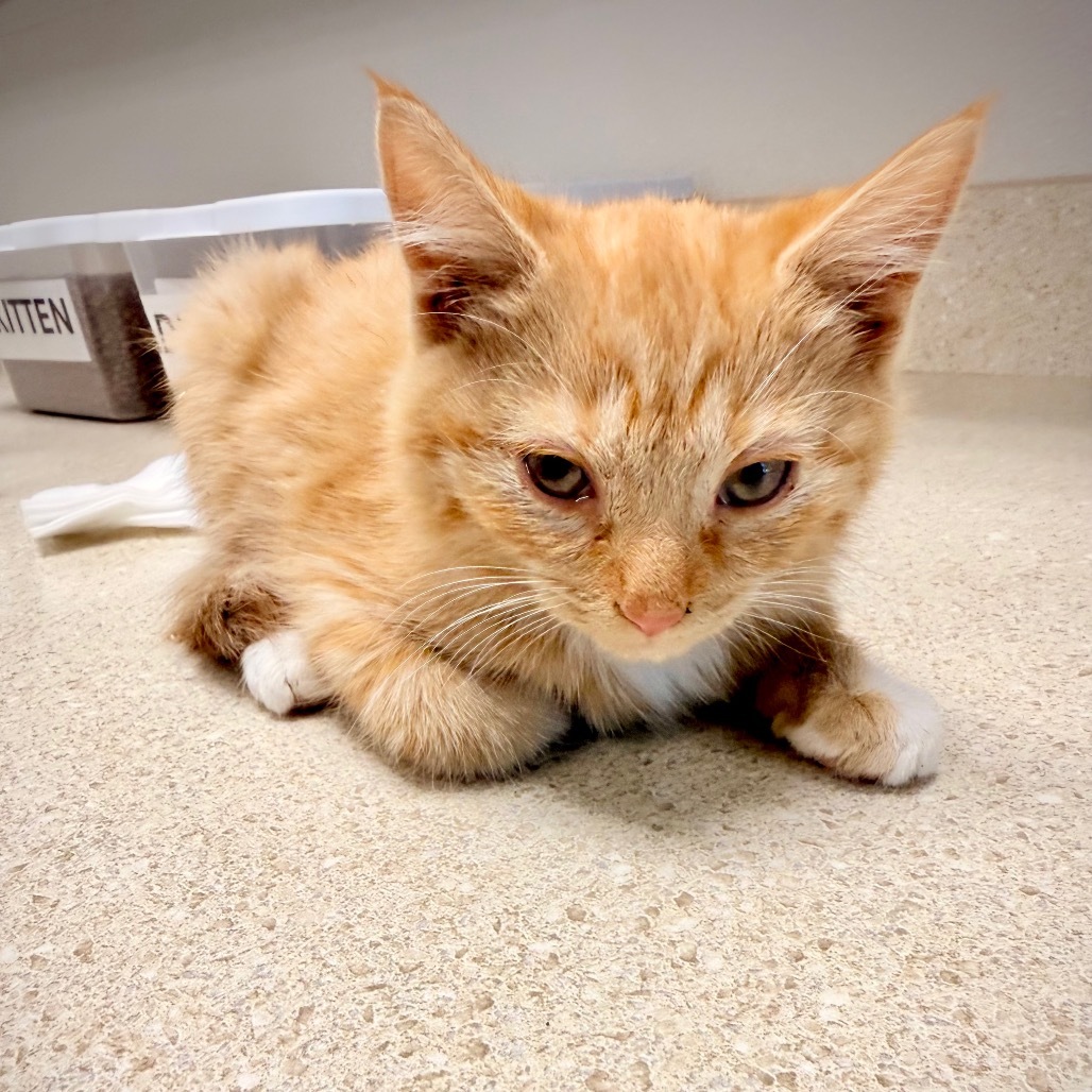 Gort, an adoptable Domestic Short Hair in Great Falls, MT, 59404 | Photo Image 4