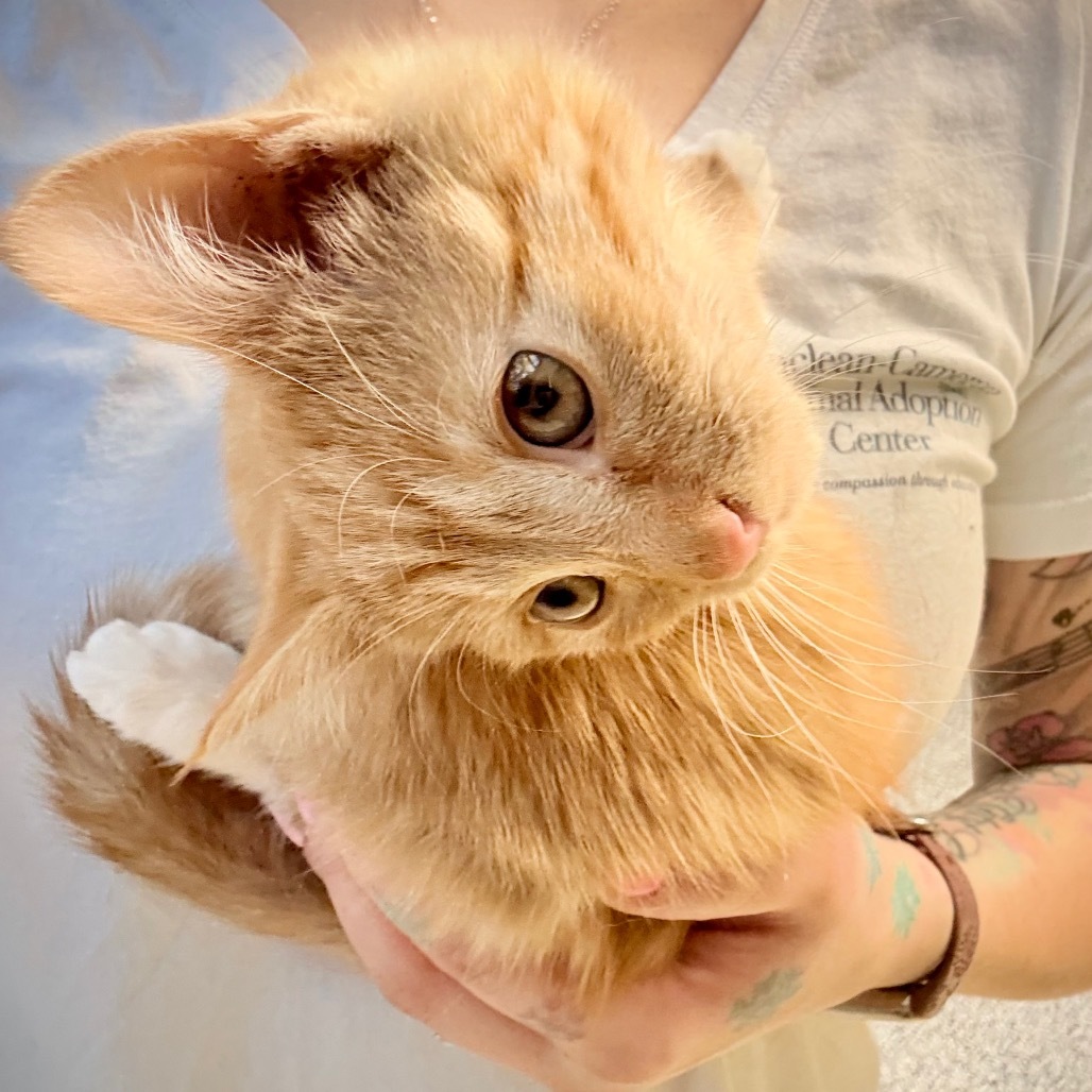 Gort, an adoptable Domestic Short Hair in Great Falls, MT, 59404 | Photo Image 5