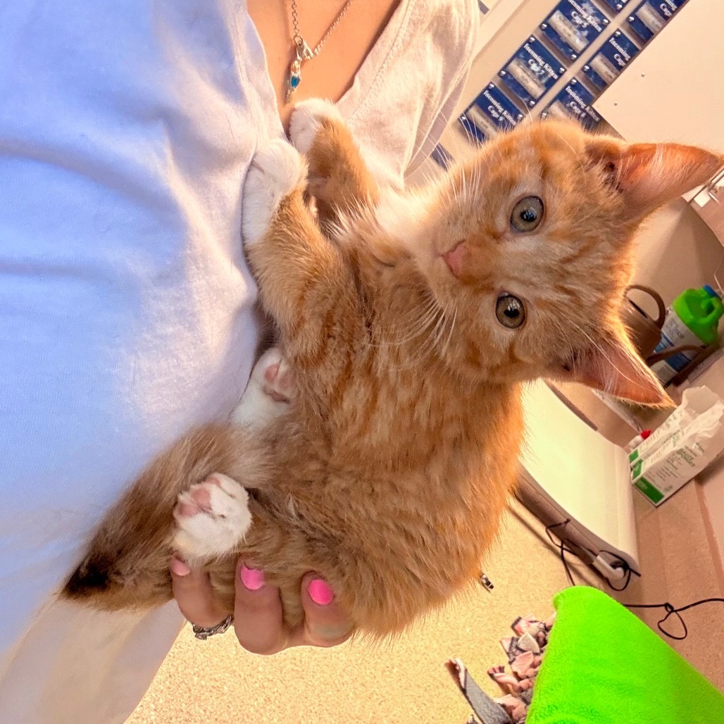 Gort, an adoptable Domestic Short Hair in Great Falls, MT, 59404 | Photo Image 6