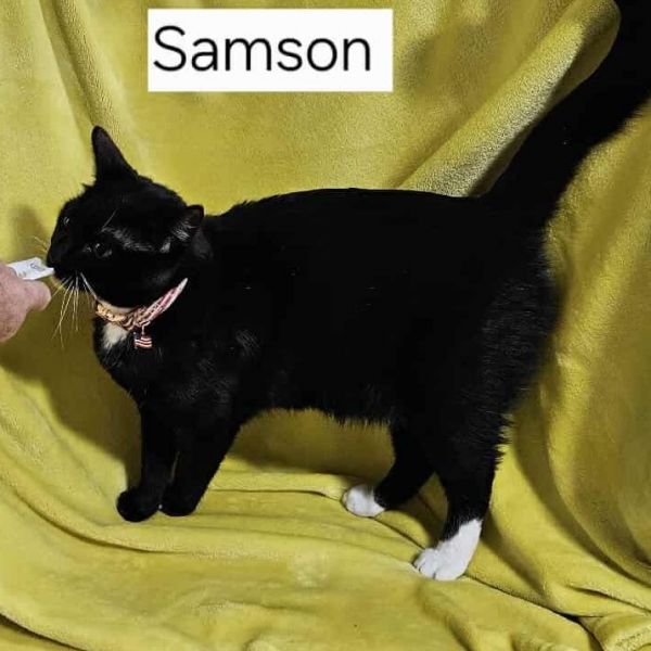 Samson Cat Os Nv
