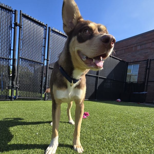 Ford Prefect thumbnail 3