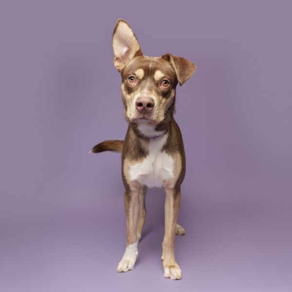 Ford Prefect thumbnail 4