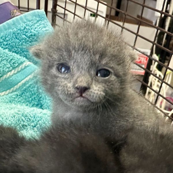 Germania thumbnail 2