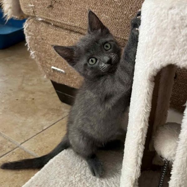 Germania thumbnail 3